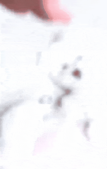 박수 쳐주면 공연해주는 강아지 또아(인스타그램 ko_ppottoa 제공) ⓒ 뉴스1