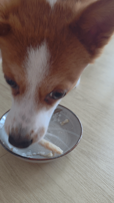 통살북어 한 조각을 약 5초 만에 먹어치우는 밤톨이. 국물까지 싹싹 핥아먹었다./사진=김아름 기자 armijjang@