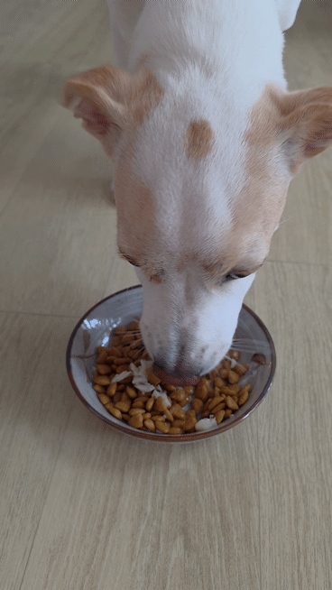 순살북어 한 팩을 섞은 사료를 먹어치우는 시루. 밥을 먹은 뒤였지만 또 한 그릇을 뚝딱 해치웠다./사진=김아름 기자 armijjang@