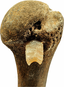 1996년 독일 북동부 톨렌제강에서 한 아마추어 고고학자가 발견한 위팔뼈로 위쪽에 돌화살촉이 박혀있다. 추가 발굴 결과 약 3200년 전 수천 명 규모의 전투가 벌어졌음이 밝혀졌다. [메클렌부르크포어포메른주 역사보존과]