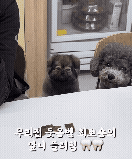 450만뷰가 나온 뽀숑이 릴스! 보호자 제공