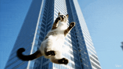 낙하하는 고양이 [구글 Gemini]