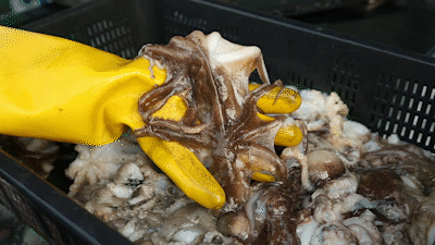 쭈꾸미 /롯데홈쇼핑 캡처