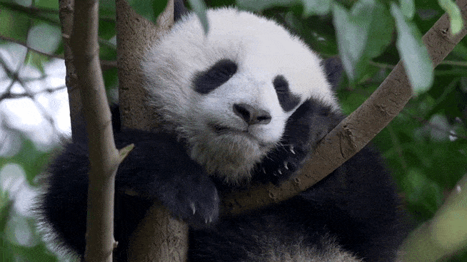 나무 위에서 잠든 새끼 판다.[WWF 제공]