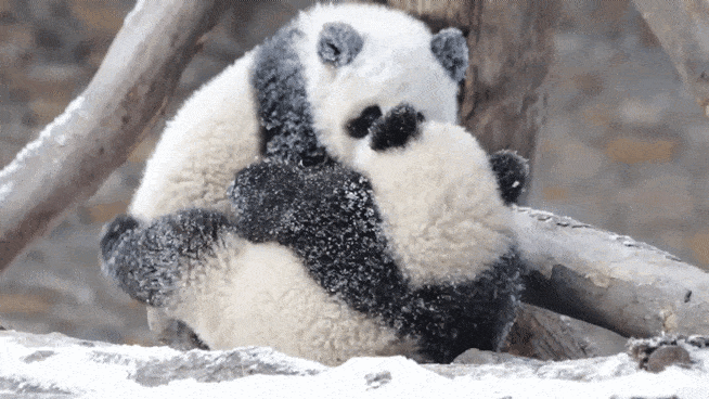 눈 위에서 놀고 있는 새끼 판다 갈무리.[WWF 제공]