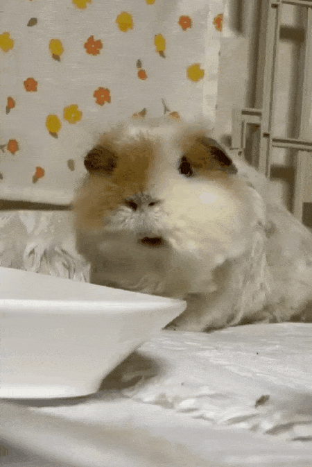 아뉴의 먹방(보호자 제공) ⓒ 뉴스1