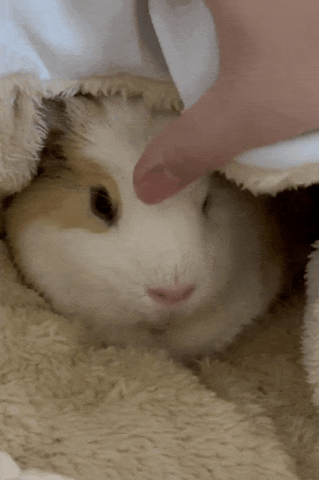 쓰다듬어주는 것을 좋아하는 삥삥이(보호자 제공) ⓒ 뉴스1