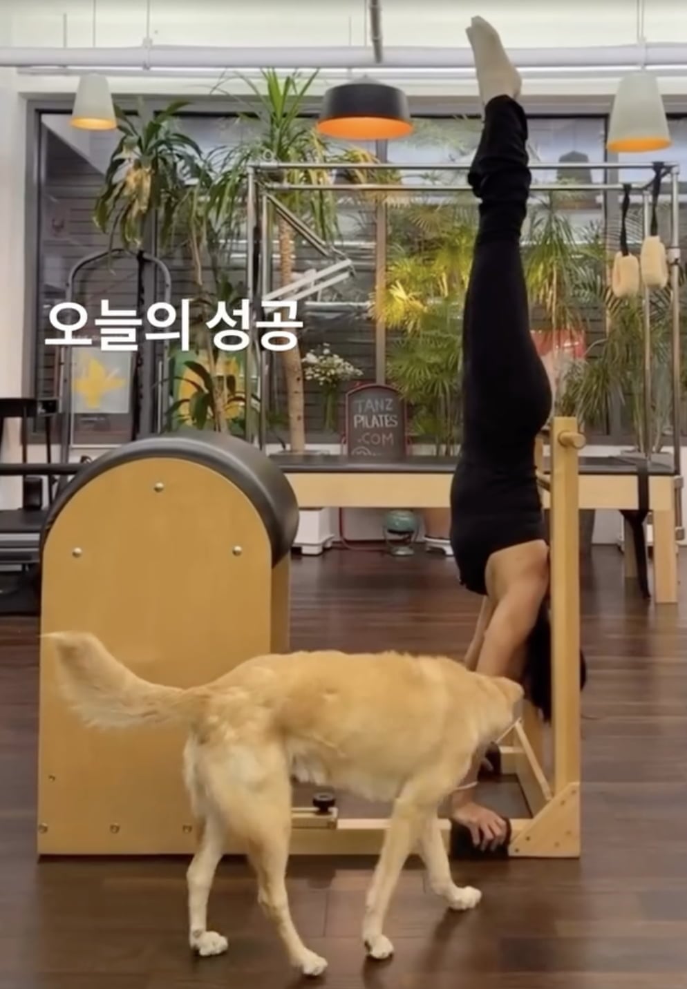 노란 수영복에 섹시한 몸매 어필하는 존예 처자