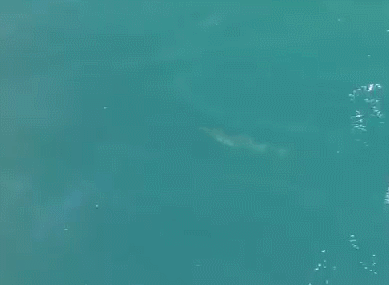 폐어구서 자력 탈출한 쌘돌이가 헤엄치고 있다. [사진=다큐제주/제주대학교 고래·해양생물보전연구센터]