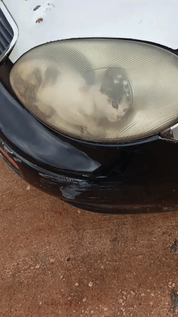 /사진=틱톡(franciscosantella0)