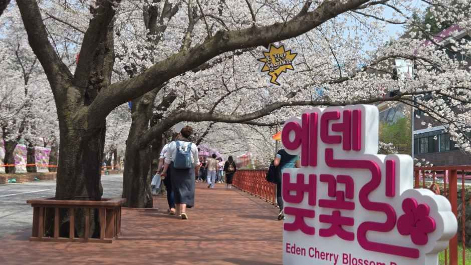 에덴벚꽃길 기사 공개컷 레터링 포토존