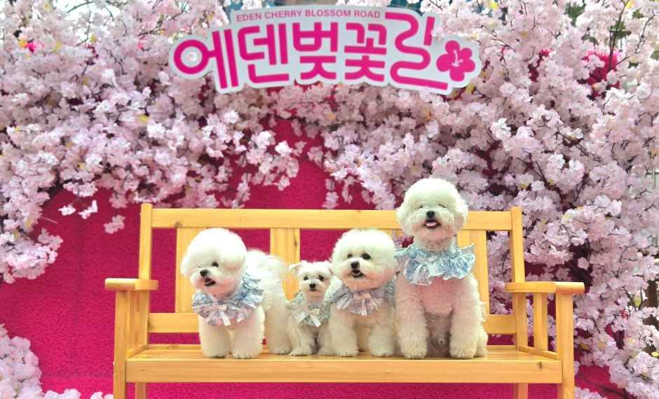 에덴벚꽃길 기사 공개컷 포토존