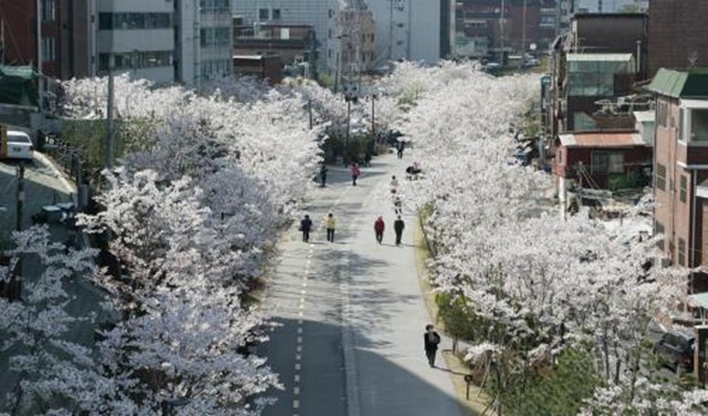 숲길 사진 3