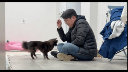 마주한지 불과 10분도 되지 않았지만, 하쿠는 부르면 곧바로 사람에게 달려갈 만큼 친근감을 보여준다. 동그람이 정진욱