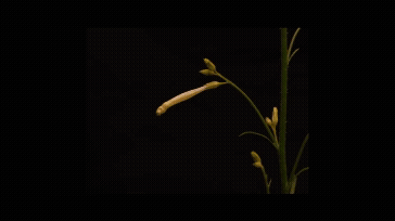 꽃은 생체 시계를 통해 꽃이 피는 시기와 향기를 조절하는 것으로 나타났다. [사진=KAIST]