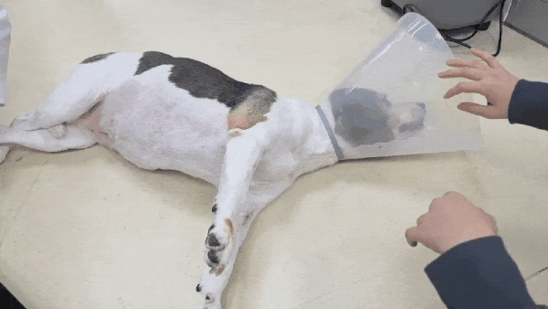 사지마비 증상으로 움직이지 못하던 비글(본동물의료센터 제공) ⓒ 뉴스1