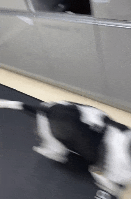 경추 디스크 수술 후 5일차부터 정상적으로 걷는 수준까지 회복된 비글(병원 제공) ⓒ 뉴스1