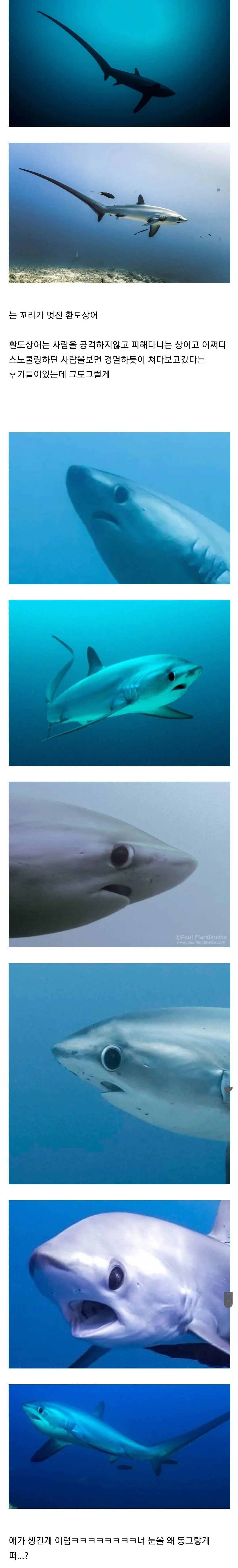 사람을 보면 경멸하듯이 쳐다보고 간다는 상어 | 인스티즈