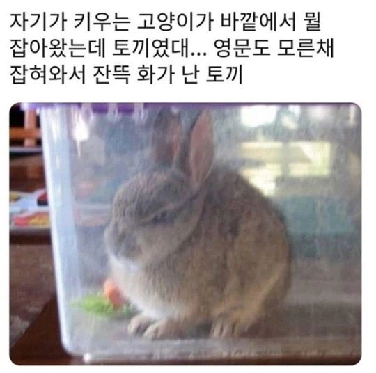 갑자기 잡혀와서 몹시 화가 난 토끼 | 인스티즈