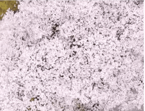 여의도 벚꽃축제. /영등포구 유튜브 캡처