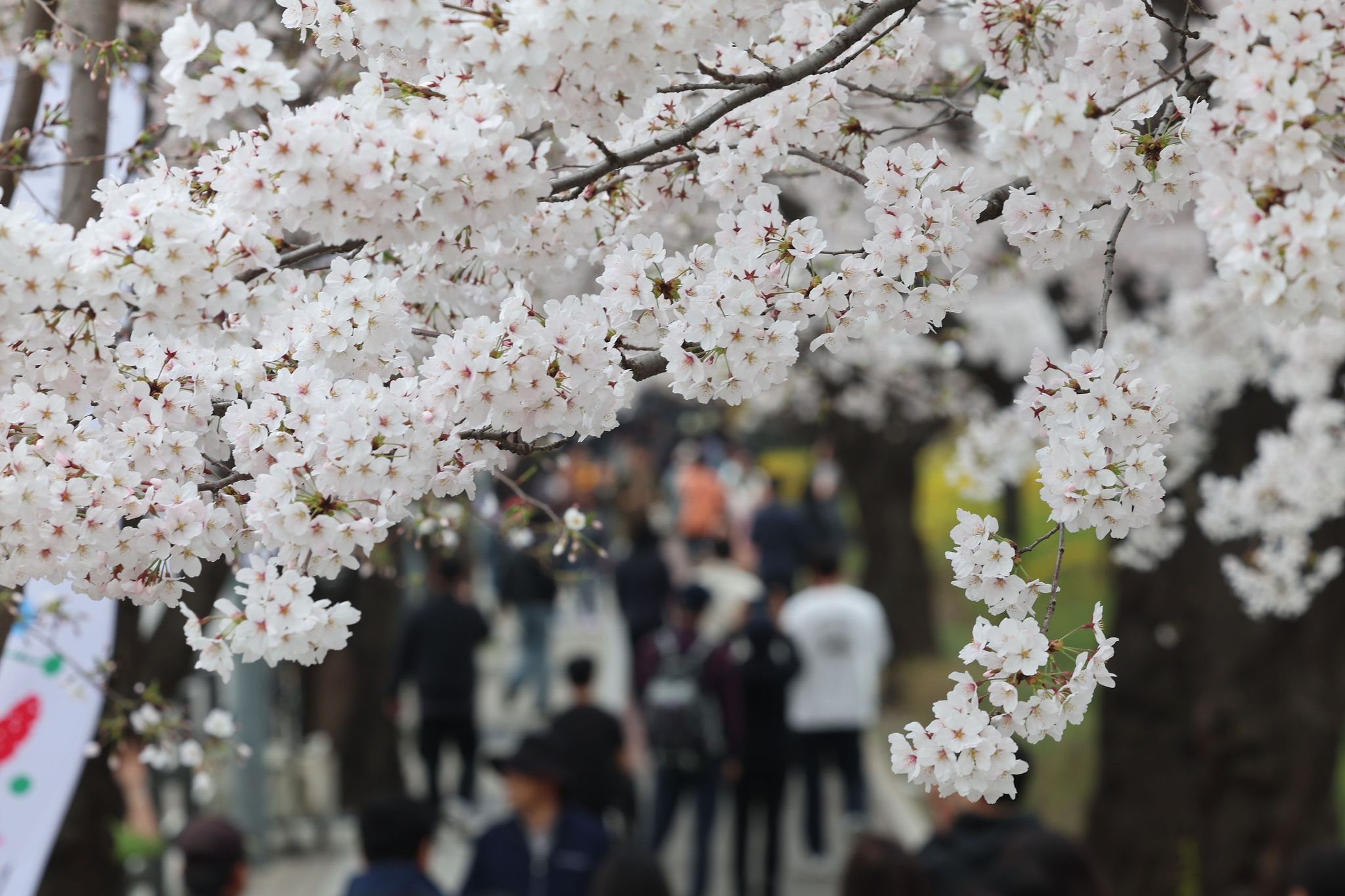 아이와 함께 벚꽃 나들이 — 2026 가족 벚꽃 명소 7선 (주차·편의시설 총정리) 여의도 벚꽃길