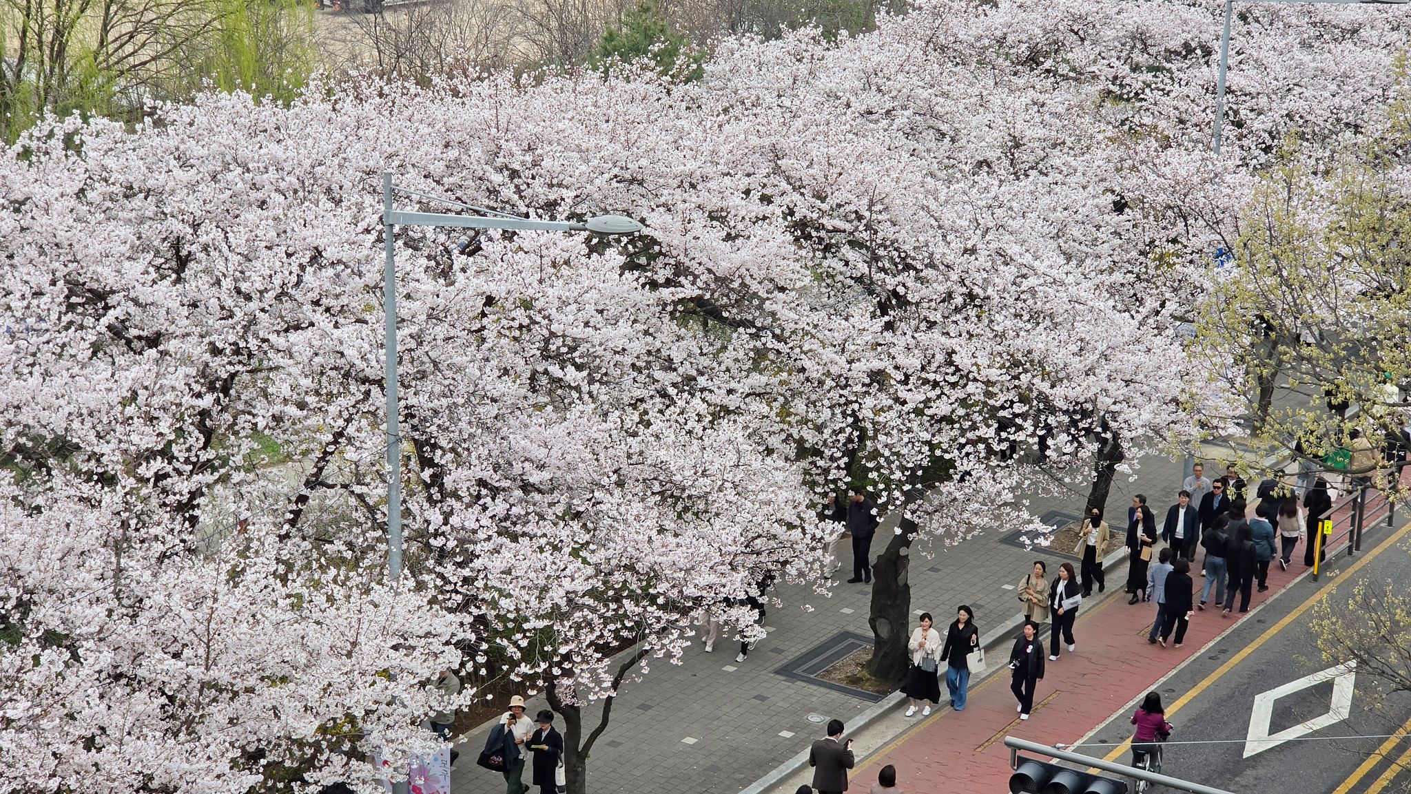 사람 없는 벚꽃길이 진짜다 — 2026 전국 숨은 벚꽃 명소 7선 벚꽃 터널 산책로