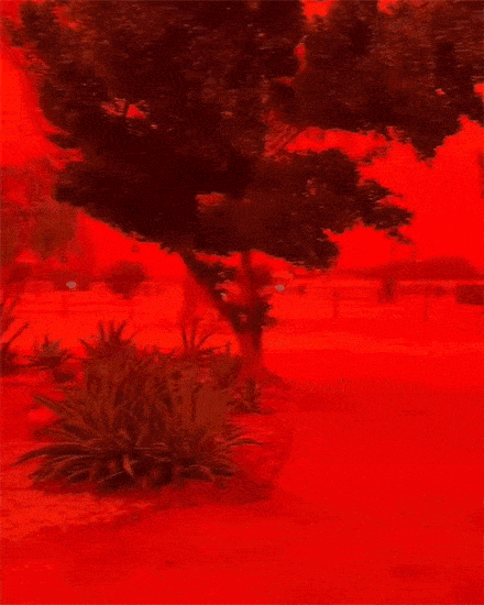 호주 샤크베이 캐러번 공원 SNS 갈무리