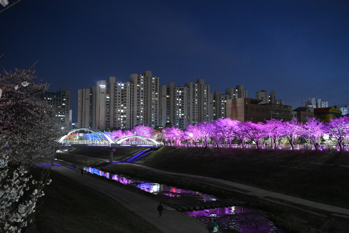 하남시 도심 곳곳 벚꽃 만개…12만본 튤립도 반긴다[하남톡톡]