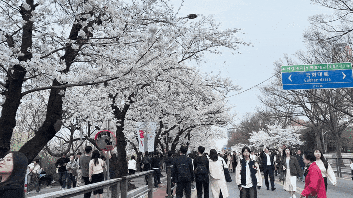 2026 영등포 여의도 봄꽃축제 / 사진= 문서연 여행+ 기자