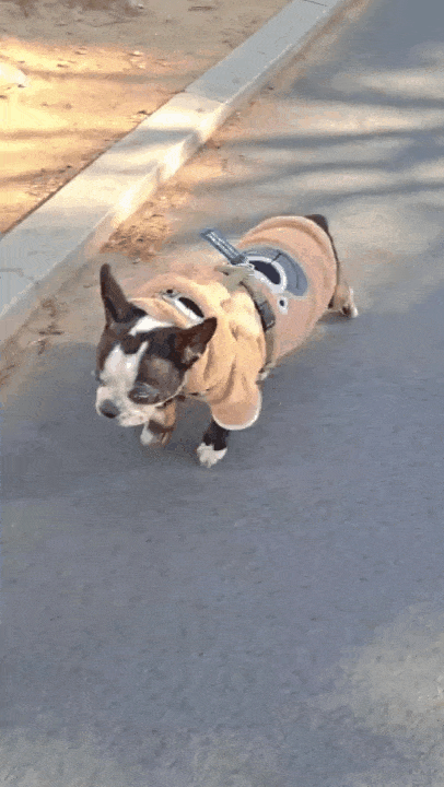 경추 디스크로 인한 사지마비로 걷지 못하던 보스턴테리어 종 반려견이 박정연 원장의 침 치료를 받고 수술 없이 보행을 회복했다. 영상은 약 5회차 침 치료 받은 후 걷는 모습(경인동물의료센터 제공). ⓒ 뉴스1