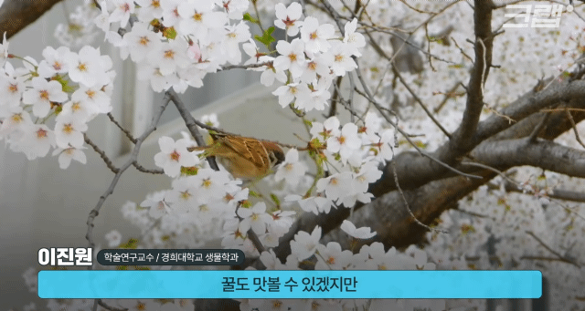 바닥에 벚꽃이 통째로 떨어지는 이유.gif | 인스티즈