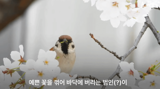 바닥에 벚꽃이 통째로 떨어지는 이유.gif | 인스티즈