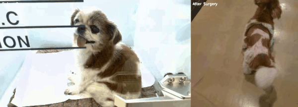 디스크로 주저앉아 걷지 못하던 반려견이 부천 해든동물의료센터에서 디스크 수술을 받고 한 달 뒤 걷는 모습(부천 해든동물의료센터 제공) ⓒ 뉴스1