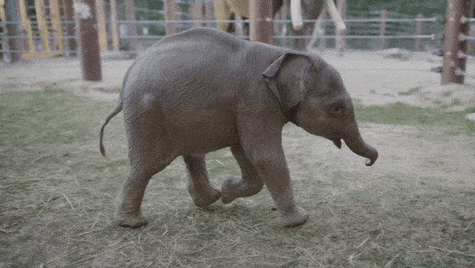 스와르나와 아기 린 마이. 워싱턴 국립동물원
