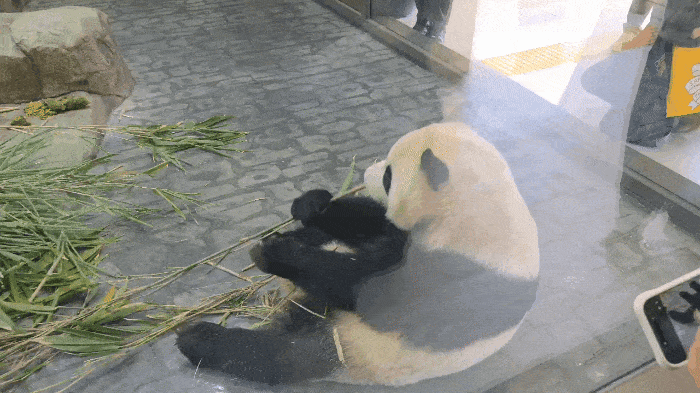 판다세컨하우스에서 푸바오의 동생인 후이바오가 대나무 먹방을 선보이고 있다. 박지영 기자.