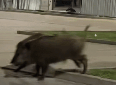 폴란드에서 인기를 끌고 있는 소형 휴머노이드 로봇 '에드워드 바르호츠키'가 폴란드 바르샤바의 한 주차장에 출몰한 멧돼지 세 마리를 뒤쫓고 있다. 에드워드 바르호츠키 페이스북 계정 캡처