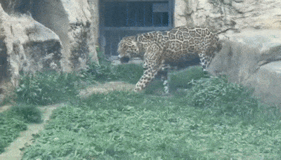 전시 중인 재규어가 17일 오후 서울 광진구 서울어린이대공원 동물원 안 좁은 사육장 내부를 반복해서 돌고 있다. 안효빈 기자