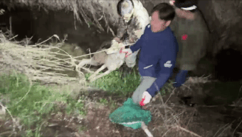 '늑구' 포획 당시 장면. 대전시 제공