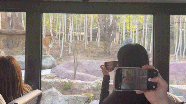 한국호랑이 아빠 '태호'와 엄마 '건곤이' 부부 ⓒ 뉴스1 윤슬빈 관광전문기자