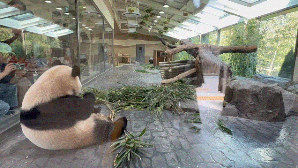 쌍둥이 판다를 볼 수 있는 세컨하우스ⓒ 뉴스1 윤슬빈 관광전문기자