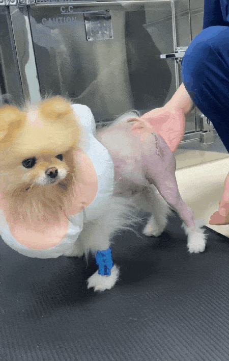 고관절탈구로 대퇴골두절제술을 받은 반려견의 수술 3일 차 모습. 뒷다리를 디뎠지만 보행은 불안정했다(본동물의료센터 제공). ⓒ 뉴스1