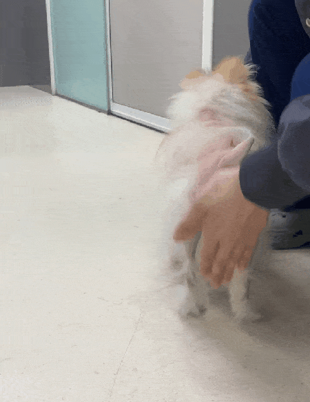 수술 약 한 달 뒤부터 보행이 가능한 모습(본동물의료센터 제공) ⓒ 뉴스1