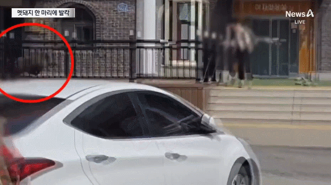 14일 경기 가평군 벚꽃길휴게소에 나타난 멧돼지가 시민에게 돌진하고 있다. 채널A