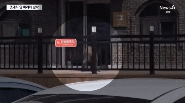 14일 경기 가평군 벚꽃길휴게소에 나타난 멧돼지가 가게 유리문과 여자 화장실 출입문을 들이받고 있다. 채널A