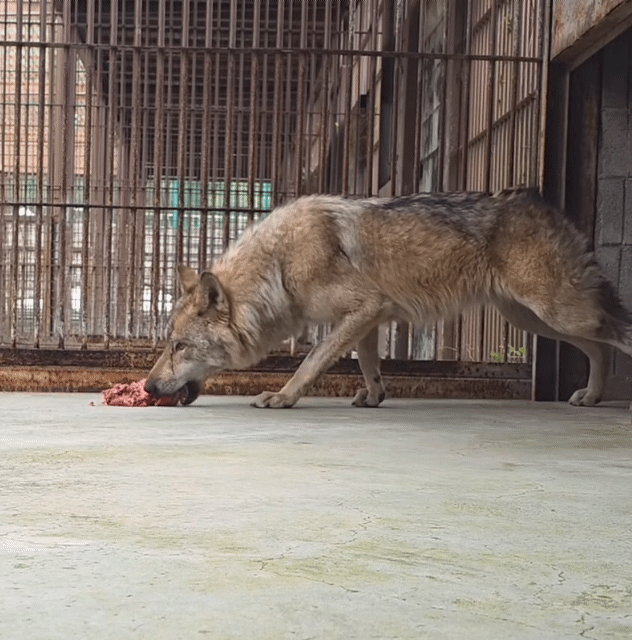 영상=오월드 인스타그램