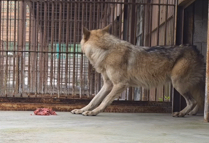 사진=오월드 SNS 갈무리