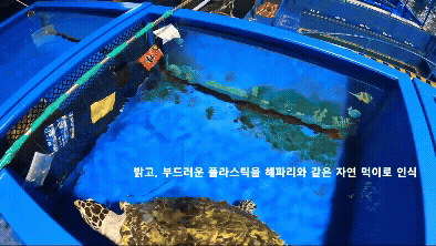 바다거북은 플라스틱을 자연먹이로 착각해 먹는 것으로 나타났다. [사진=KIOST]