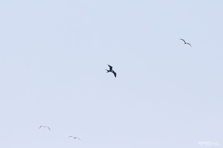 울산 대왕암공원 앞바다서 희귀 열대 조류 군함조 관찰