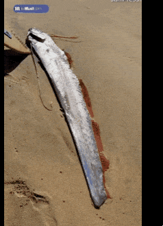 2025년 1월 17일 멕시코 바하캘리포니아주(州) 남쪽에서 서핑을 즐기던 사람들이 살아있는 대형 산갈치를 발견했다.