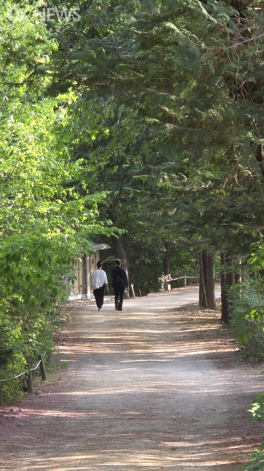 홍릉숲 수수꽃다리
